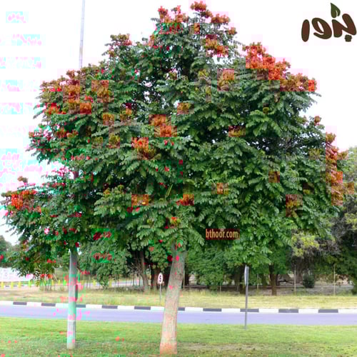 بذور شجرة الخزامى الافريقية (Spathodea campanulata...