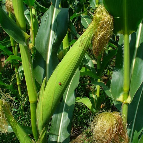 بذور ذرة شامية صفراء - Zea mays