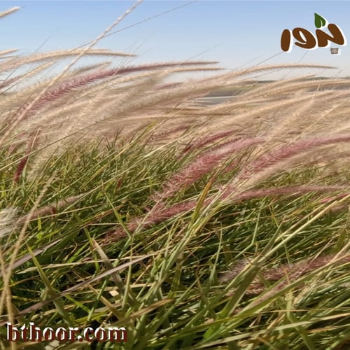 بذور الحلفا أو عشبة النافورة الحمراء(Pennisetum Se...