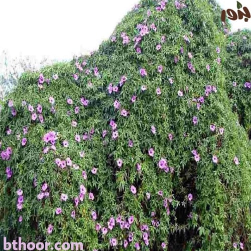 بذور ست الحسن ( Ipomoea cairica )