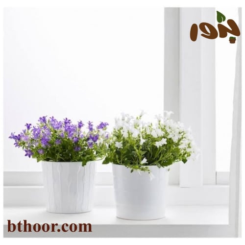 بذور زهرة الجرس – الزهرة الزجاجية (Campanula)