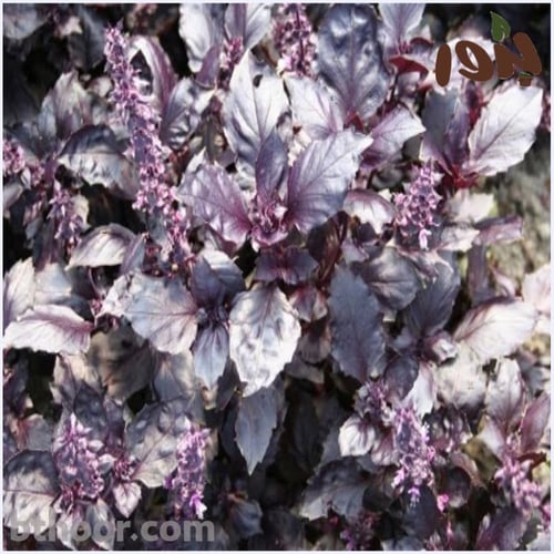 بذور الريحان الليلي - البنفسجي ( ‏Albahaca Morada...