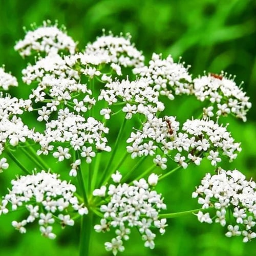 بذور نبات اليانسون ( Pimpinella anisum )