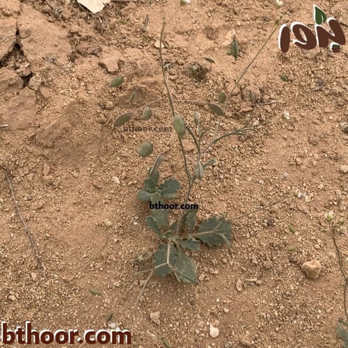 بذور عشبة القليقلان جملة