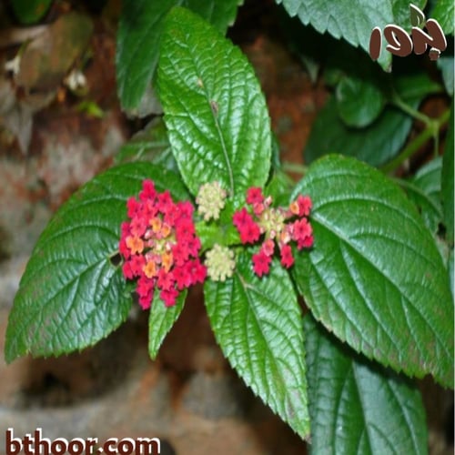 بذور لانتانا كمارا - ألوان متعددة (جملة)