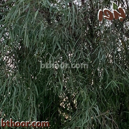 بذور الطلح الملحي ( سنط ملحي ) جملة