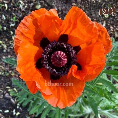 بذور الديدحان البرتقالي المحمر (papaver Orientale)