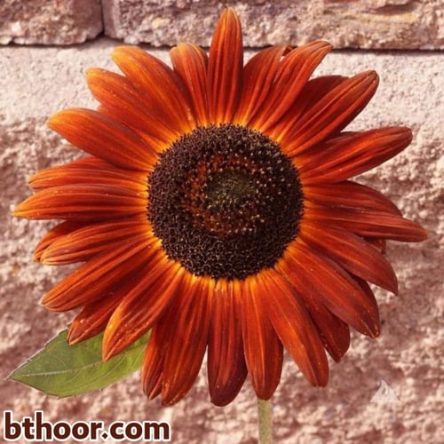 بذور دوار الشمس ألوان متعددة (Helianthus annuus)