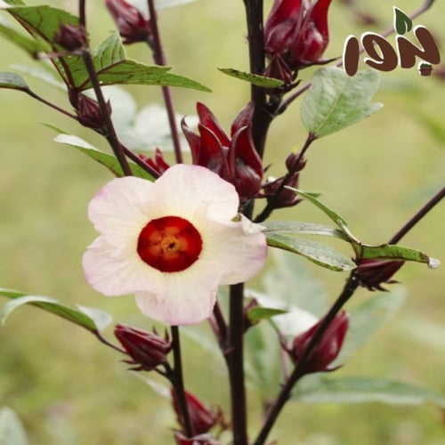 بذور الكركدية - غجر ( جملة )