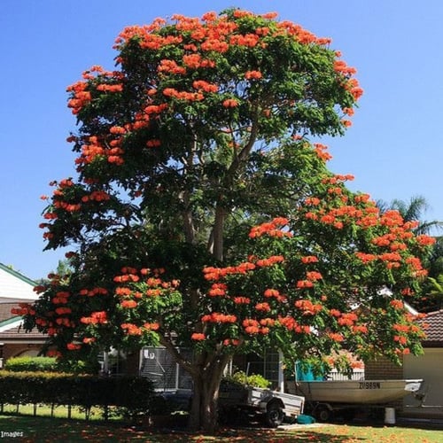 بذور شجرة الخزامى الافريقية (Spathodea campanulata...