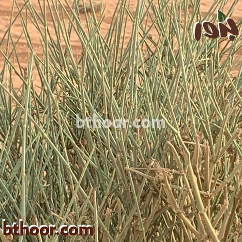 بذور العلندى-العلندة ( Ephedra alata )
