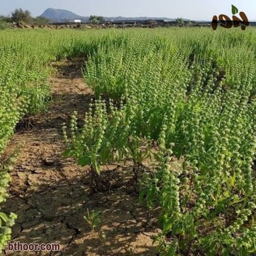 بذور الضيمران (دوش) جملة Ocimum forsskaoli