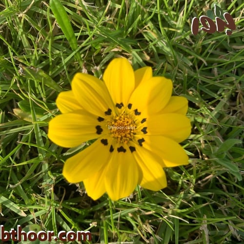 بذور زهرة الجازانيا الصفراء-غازانيا جامدة( Gazania...