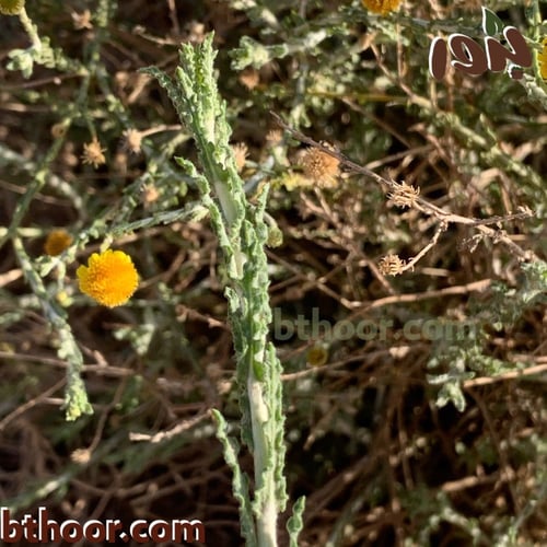 بذور الجثجاث-جثيا ( ‏pulicaria undulata )