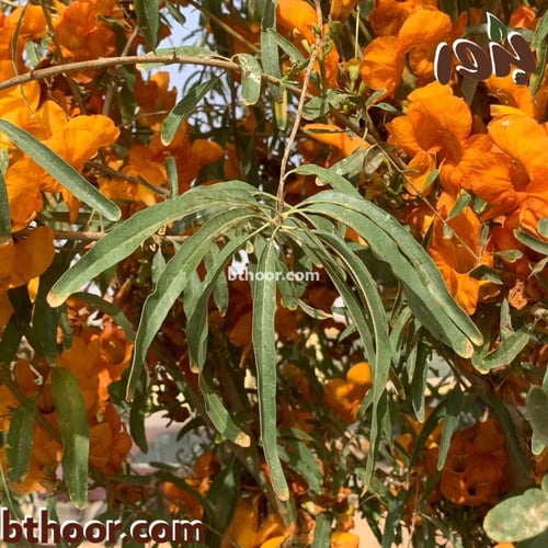 بذور شجرة الفرفارة (Tecomella undulata)