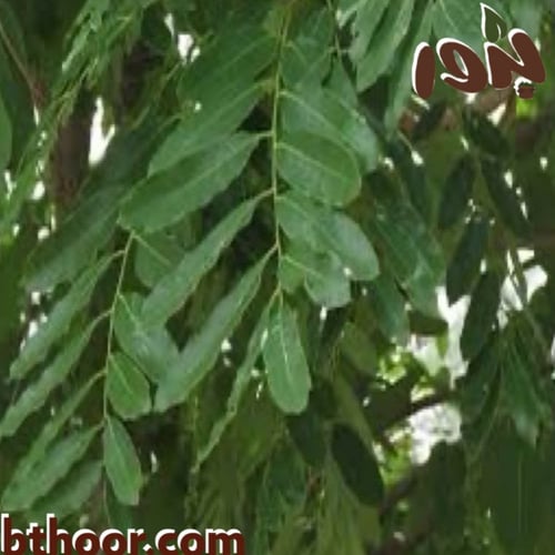 بذور الماهوجني الأفريقي-الكايا ( khaya senegalensi...