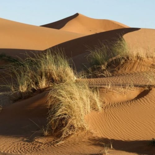 بذور عشبة النصي - Stipagrostis