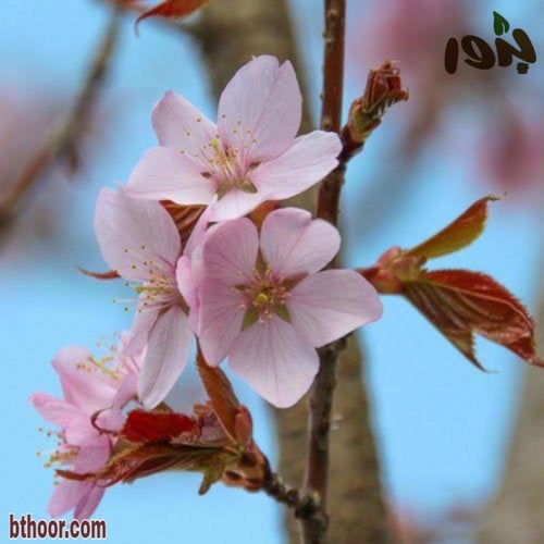 بذور شجرة الكرز الكورية - ساكورا ( prunus sargenti...
