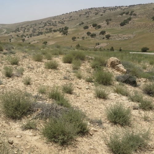 بذور عشبة الشيح - Artemisia Sieberi
