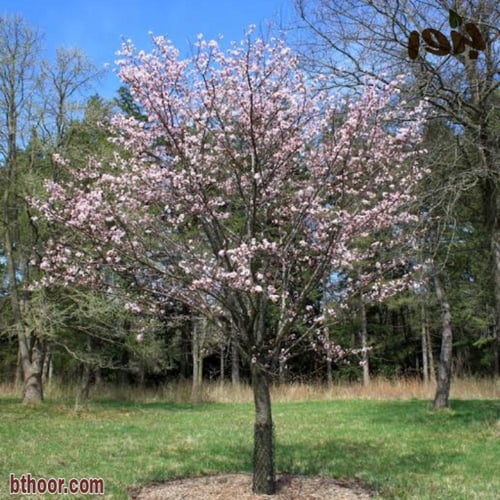بذور شجرة الكرز الكورية - ساكورا ( prunus sargenti...