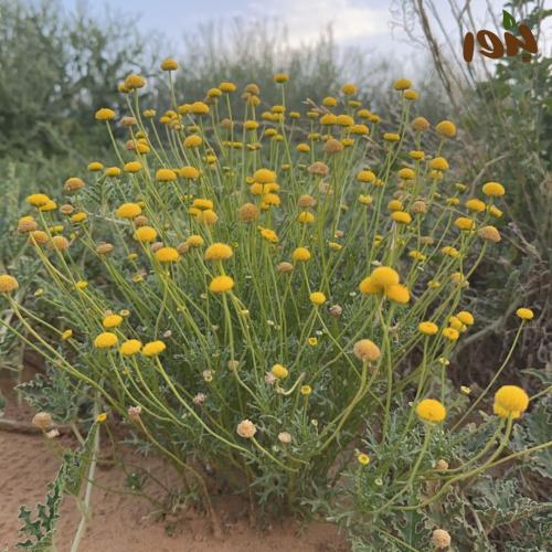 بذور القراص- القريص ( Aaronsohnia factorovskyi )
