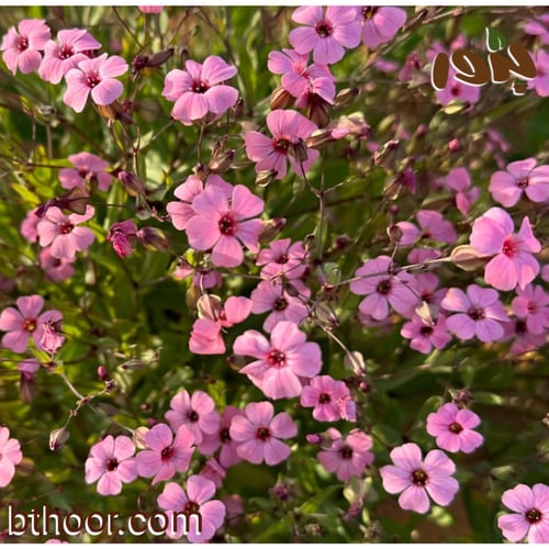 بذور الدهدهان الأبيض والوردي ( Vaccaria hispanica...