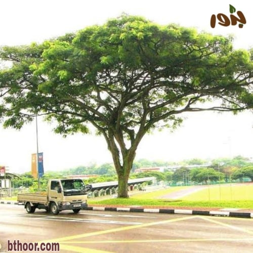 بذور شجرة ألبيزيا سامان - اللبخ الأحمر ( Albizia s...