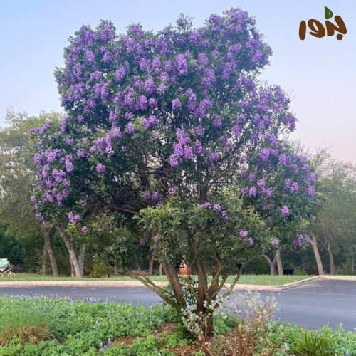 بذور شجيرة سيفورا الارجوانية ( Dermatophyllum secundiflorum )