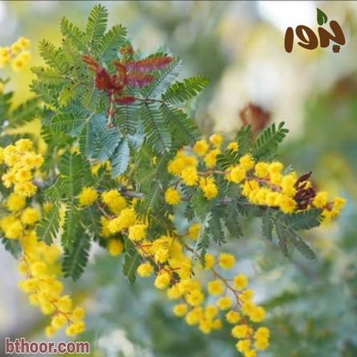 بذور شجرة أكاسيا بيليانا ( Acacia baileyana )