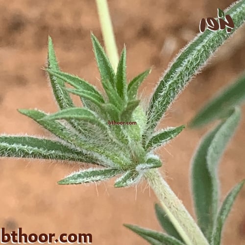 بذور طربة-ام قلاص (scabiosa stellata)