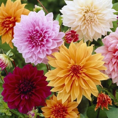 بذور زهرة داليا ( Dahlia decorative )