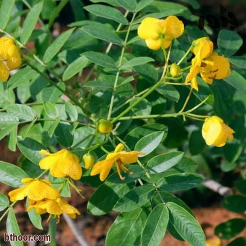 بذور عشبة سنامكي ( Senna acutifolia )