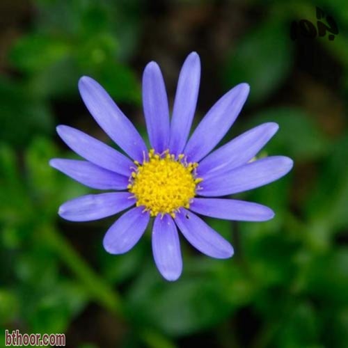 بذور زهرة الفيليسيا ( Felicia amelloides )