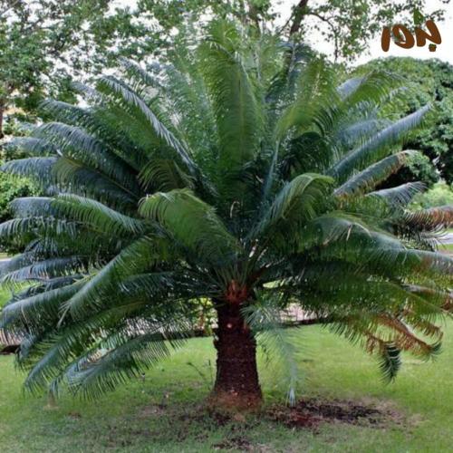 بذور نخيل سايكس ( Cycas revoluta )