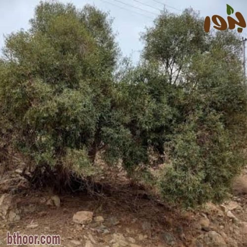 بذور العتم - الزيتون البري ( Olea europaea )