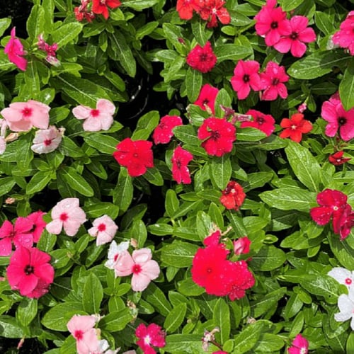 بذور زهرة البفتة ألوان متعددة(Catharanthus roseus...
