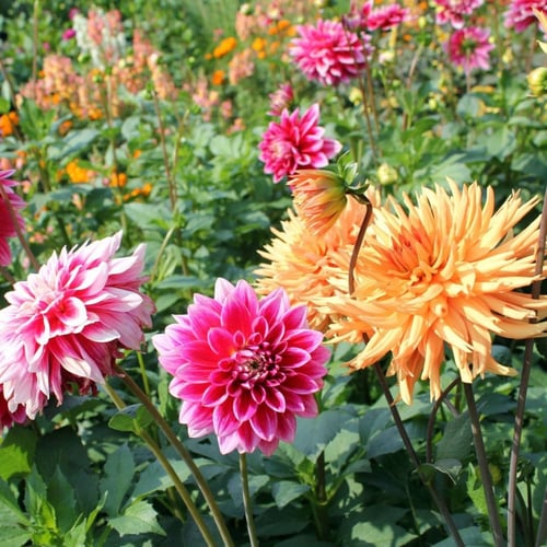 بذور زهرة داليا ( Dahlia decorative )