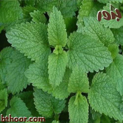 بذور عشبة المليسه-المليساء ( Melissa officinalis )