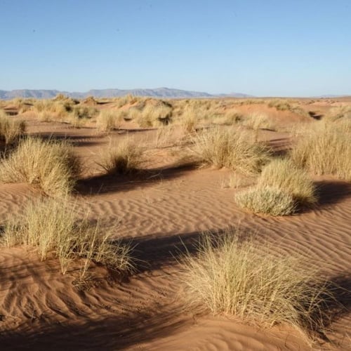بذور عشبة النصي - Stipagrostis