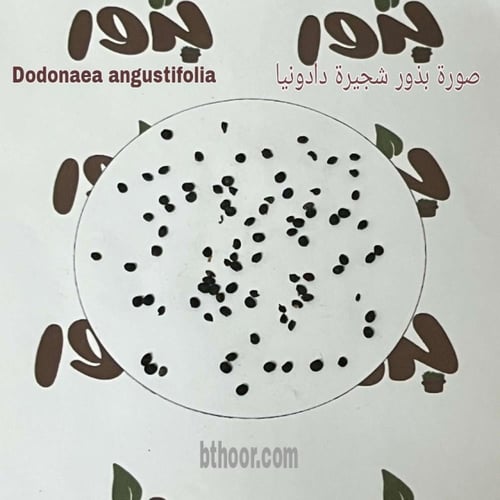 بذور شجيرة دادونيا ( Dodonaea angustifolia )