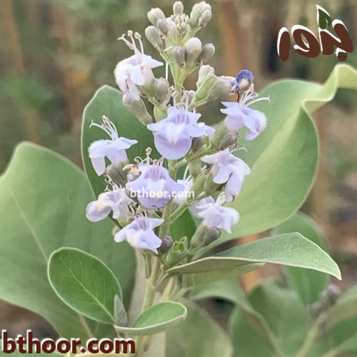 بذور شجيرة الوايتكس الخضراء جملة