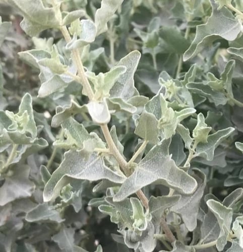 بذور عشبة القطف ( الرغل الملحي ) Atriplex halimus