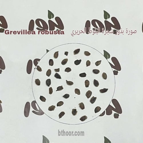 بذور شجرة البلوط الحريري ( Grevillea robusta )