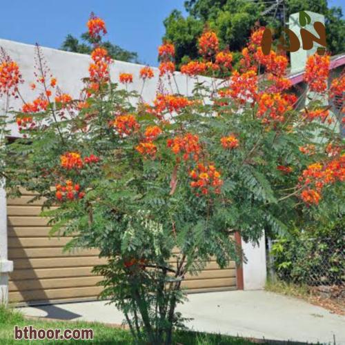 بذور سيسالبينيا أو زهرة الطاووس أحمر ( Caesalpinia pulcherrima )