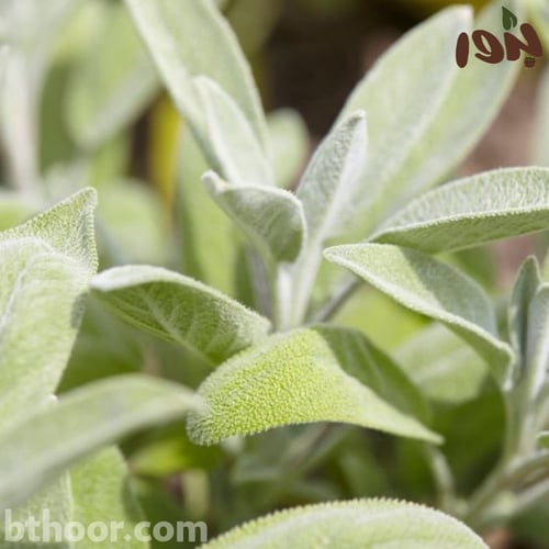 بذور عشبة المرامية (ميرمية) Salvia Officinalis