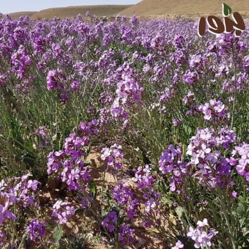 بذور اليهق ( الجرجير البري) - Diplotaxis acris