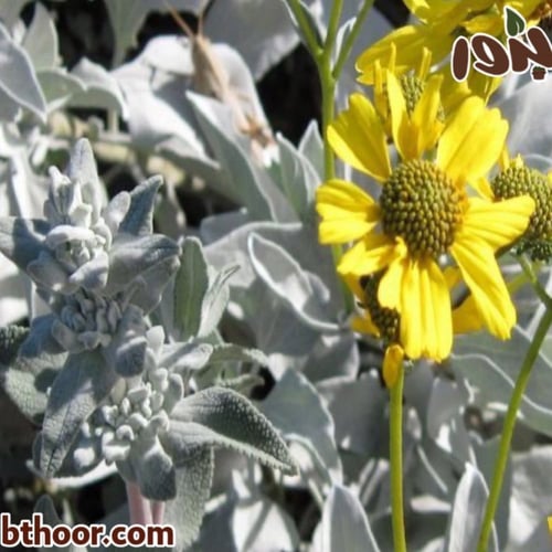 بذور زهرة الانسيليا (Encelia Farinosa)