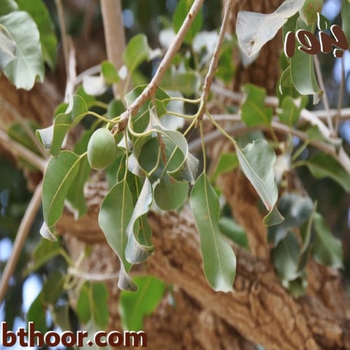 بذور لبخ عملاق (محلي) Mimusops laurifolia