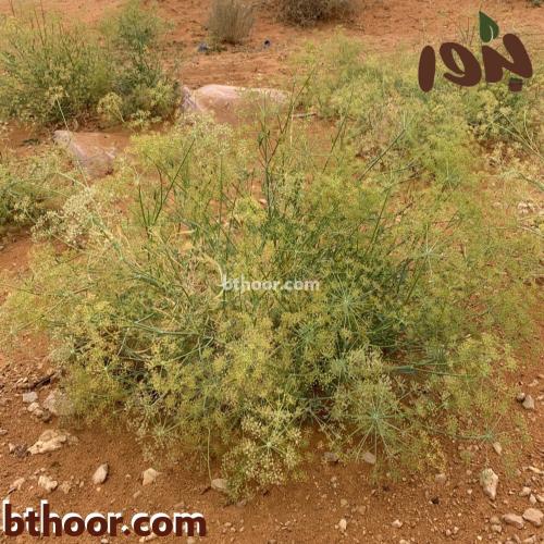 بذور عشبة الحزا جملة