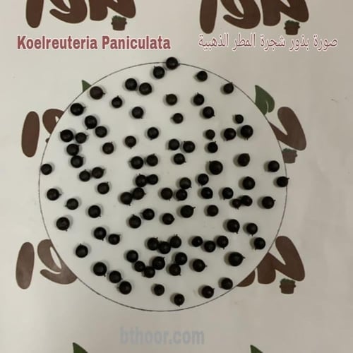 بذور شجرة المطر الذهبية - كوليرتاريا ( Koelreuteri...